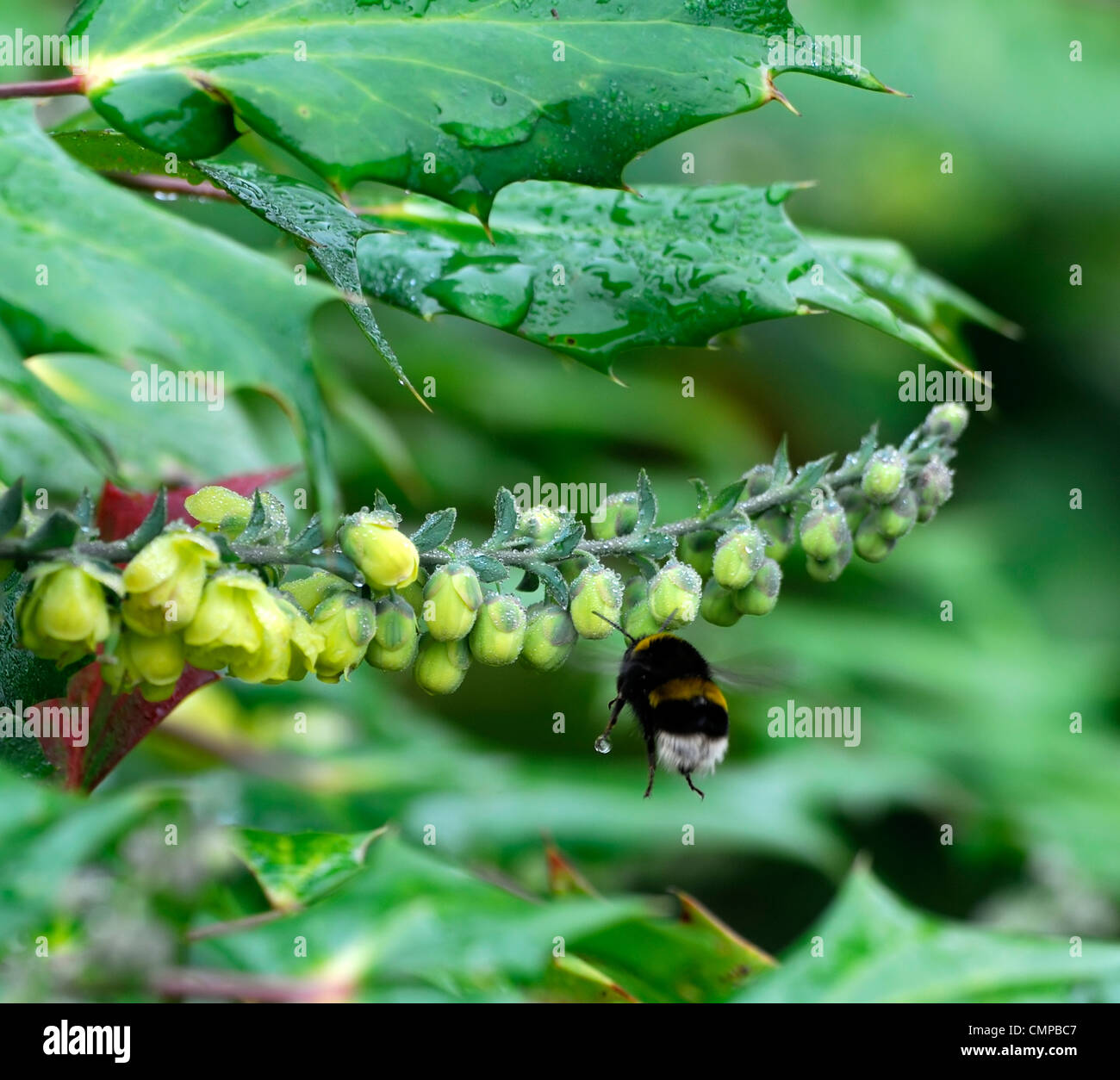 Bealei mahonia japonica arbustes à fleurs fleurs bourdons jaune evergreen couleurs lumineuses couleurs senteurs parfumées parfumées Banque D'Images