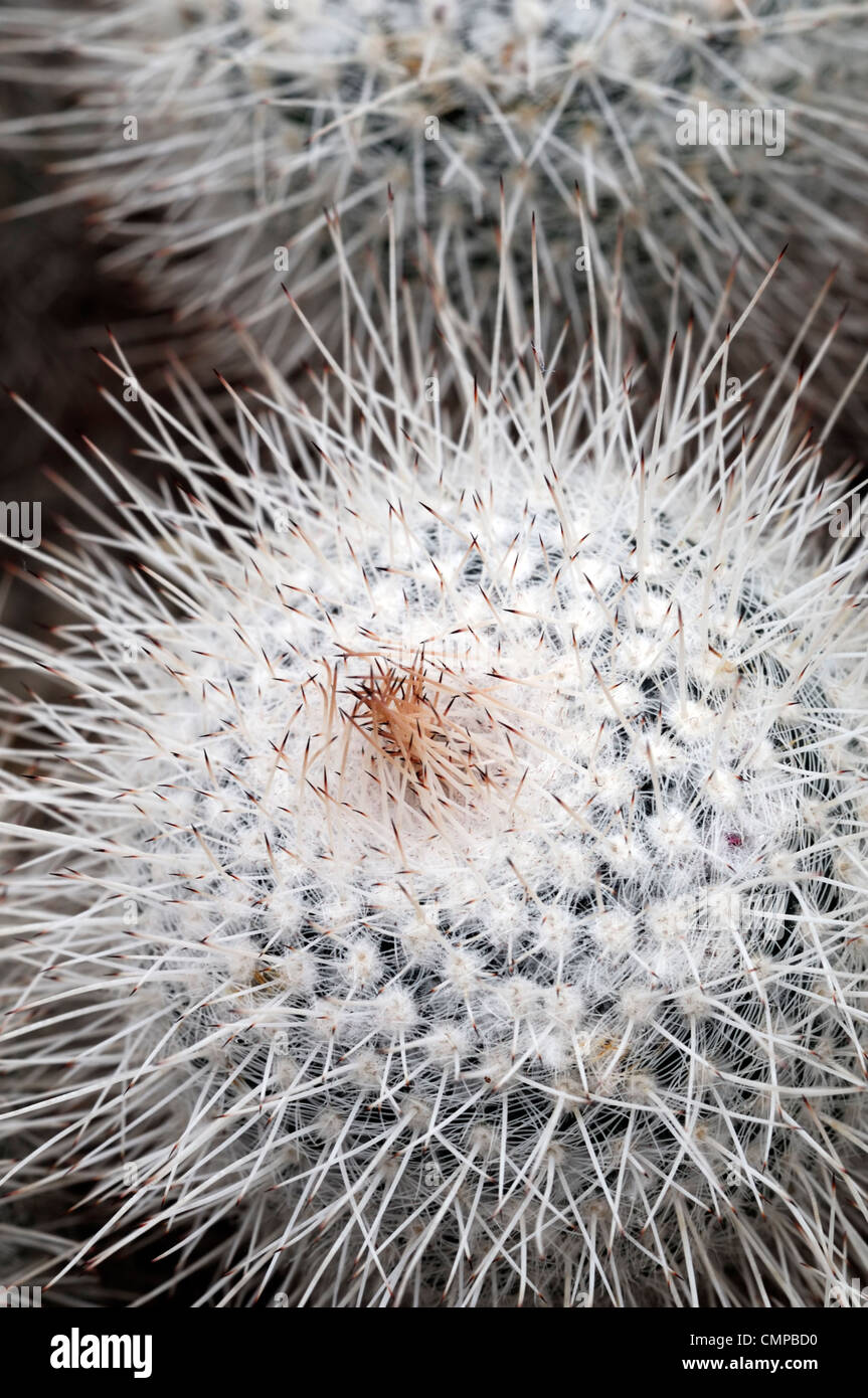 Mammillaria geminispina libre focus sélectif des plantes d'intérieur plantes cactus cactus prickly aiguillons blanc gris argent Banque D'Images