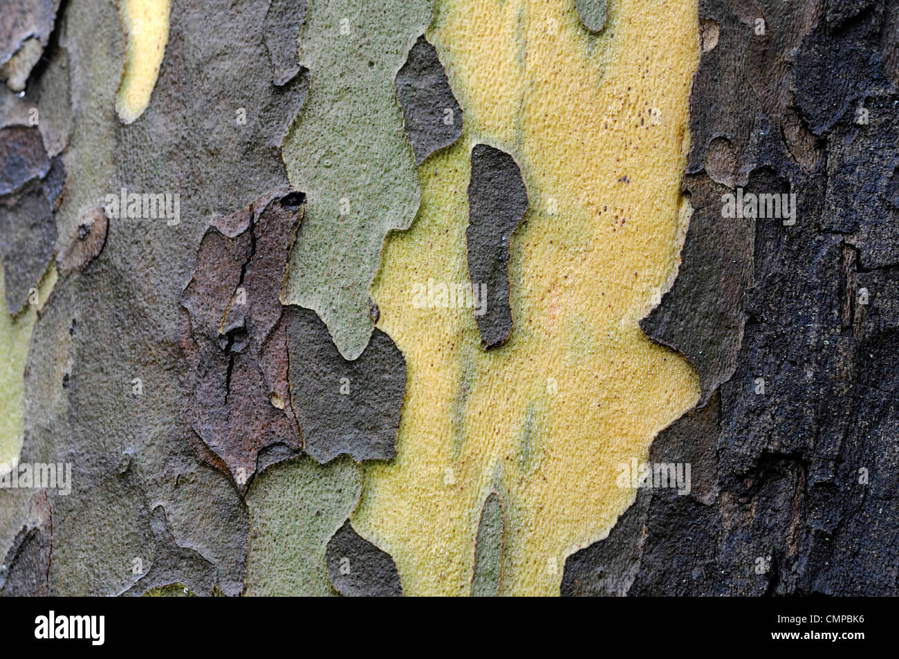 Platanus orientalis var digitata brun jaune vert tacheté feuilletée tronc des arbres à feuilles caduques des plans rapprochés de l'usine d'avions portraits Cut Banque D'Images