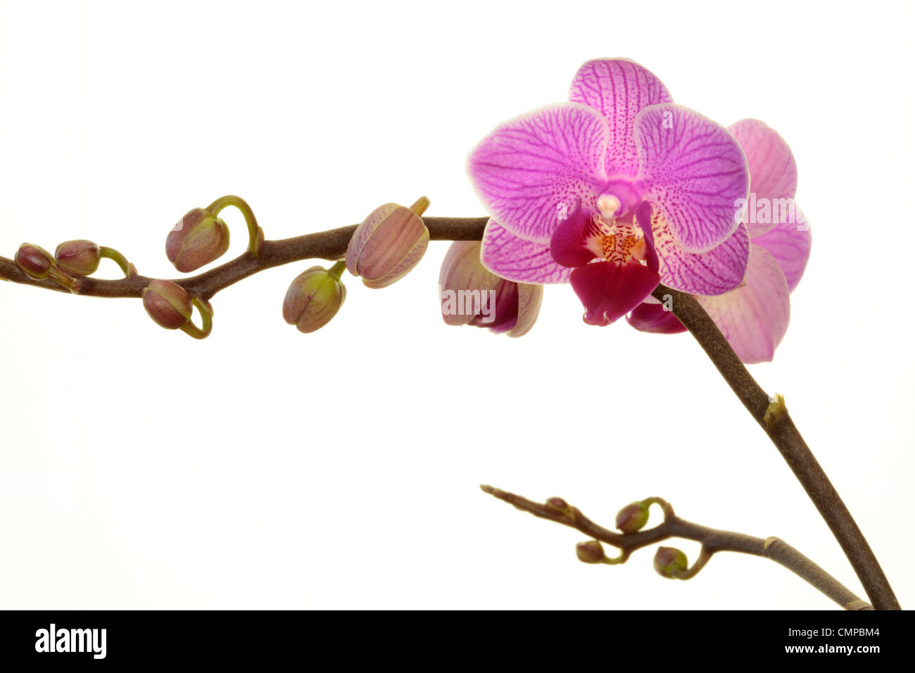 Orchidée pourpre au printemps sur fond blanc Banque D'Images