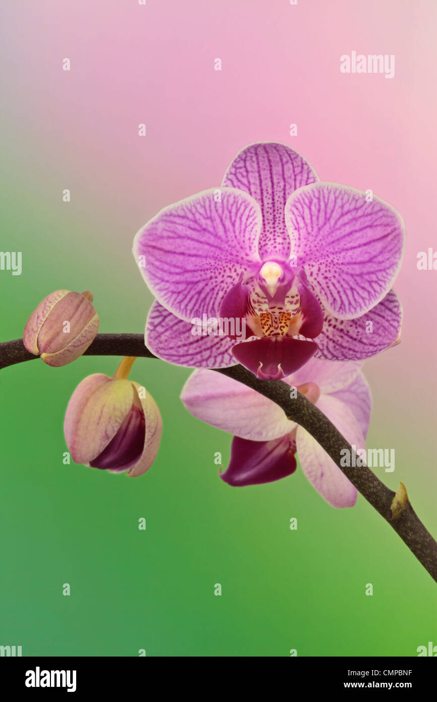 Orchidée pourpre au printemps Banque D'Images