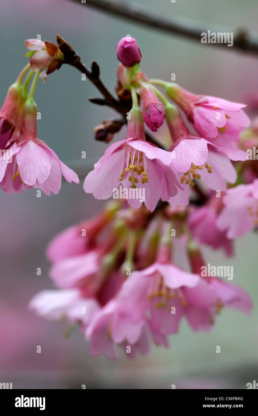 Prunus incisa x campanulata okame fleurs roses fleurs cerisier en fleurs à feuilles caduques abondantes d'ornement Banque D'Images