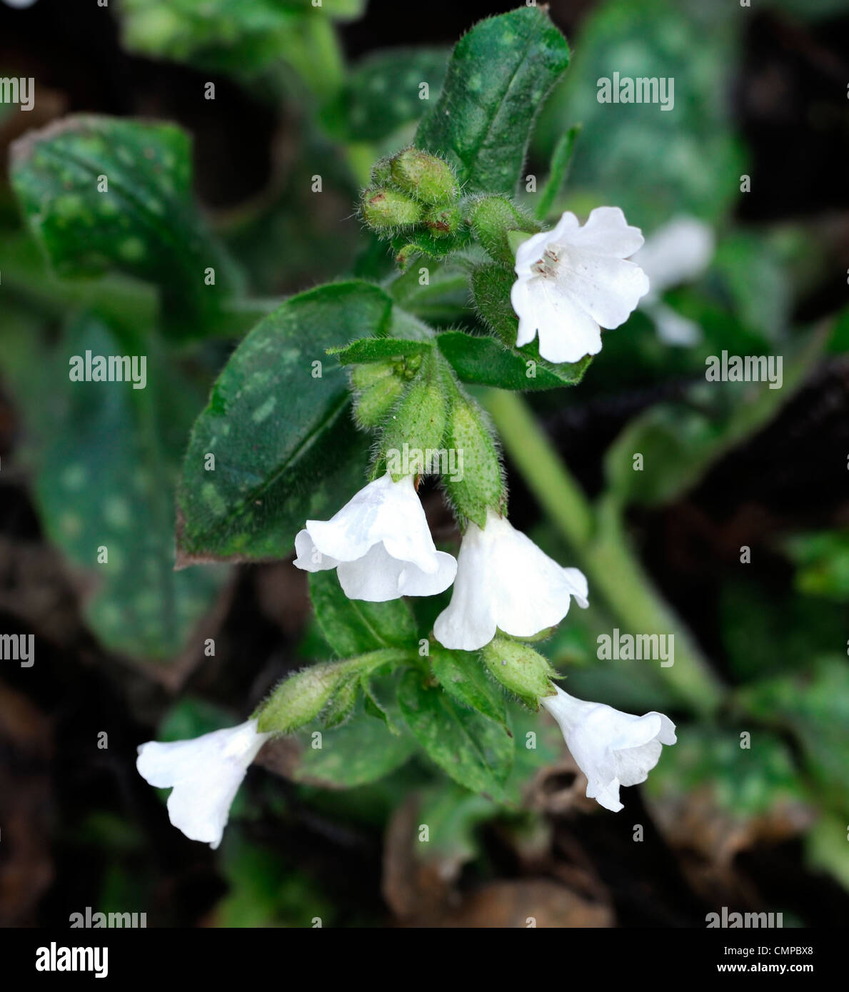 Pulmonaria officinalis blanc fleurs fleurs d'AGA de Sissinghurst floraison printemps libre de vivaces à feuillage tacheté vert herbe Banque D'Images