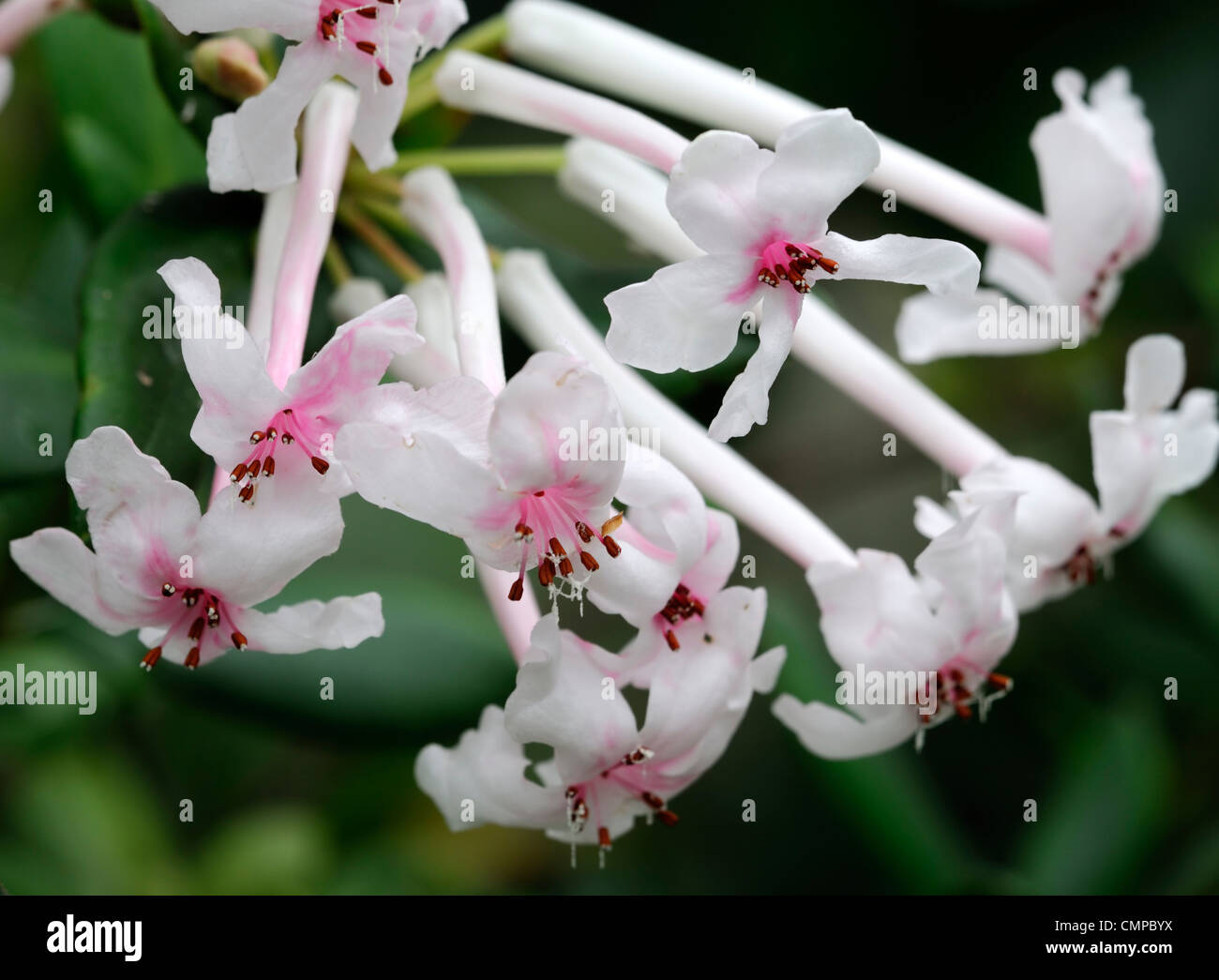 Jasmine punctata rhododendron fleur rose fleur parfumée hybride vireya Banque D'Images