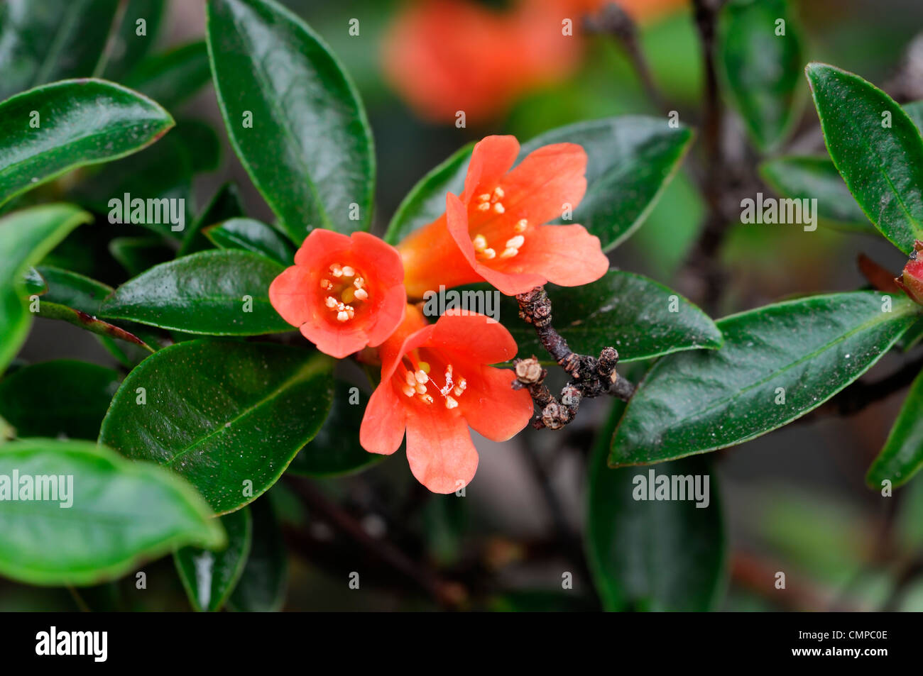 Rhododendron pennywhistle orange fleurs fleur close up hybride parfumé vireya Banque D'Images