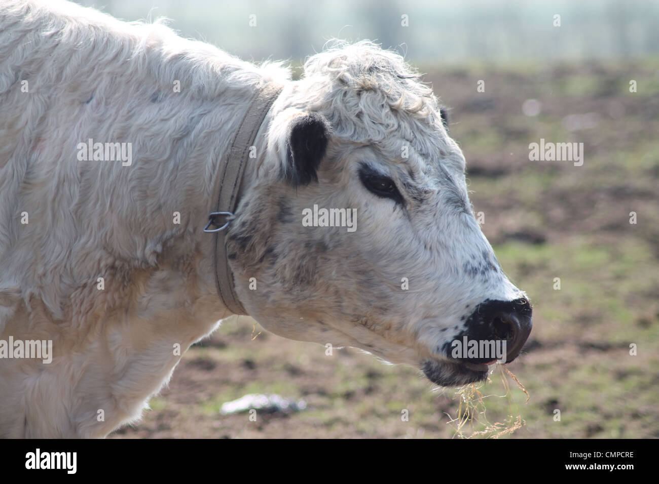 La vache blanche ancienne race de bovins à viande. Banque D'Images