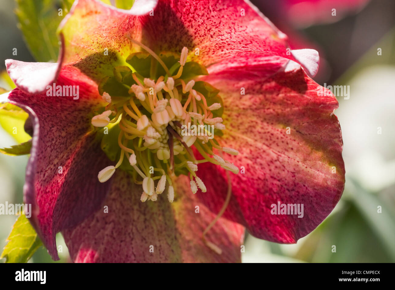 Fleur d'hellebore carême dans soleil du printemps en fleurs Banque D'Images