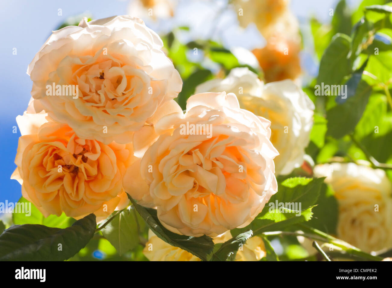 Belle vieille parfumée jaune rosier grimpant 'Buff Beauty' qui fleurit dans le jardin d'été Banque D'Images