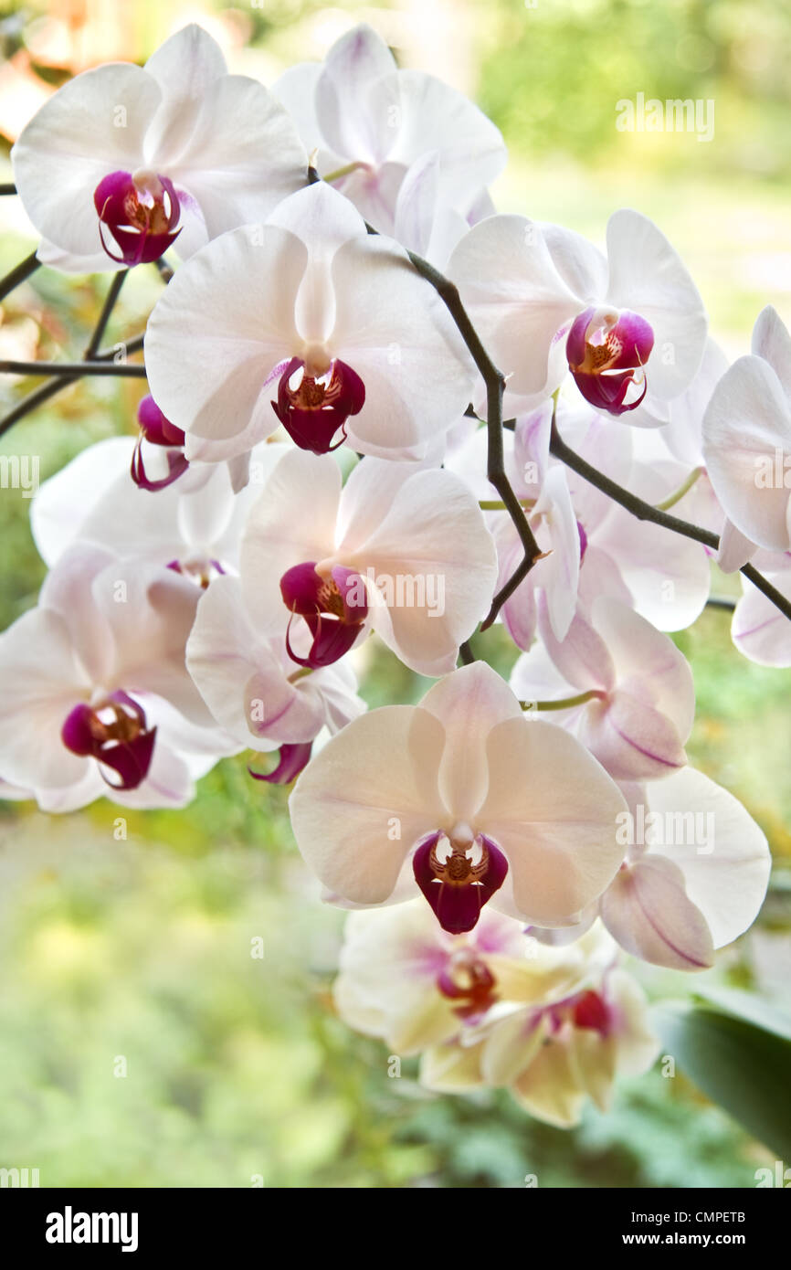 Branche avec white Moth Orchid fleurs ou Phalaenopsis dans windows avec rétroéclairage Banque D'Images