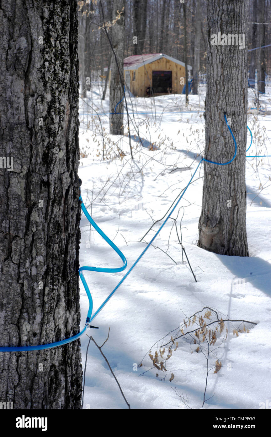 Les branchements sur les érables à l'aide de tubes en plastique pour la collecte de la sève, Trillium Ridge Sugarworks, Shannonville, Ontario Banque D'Images