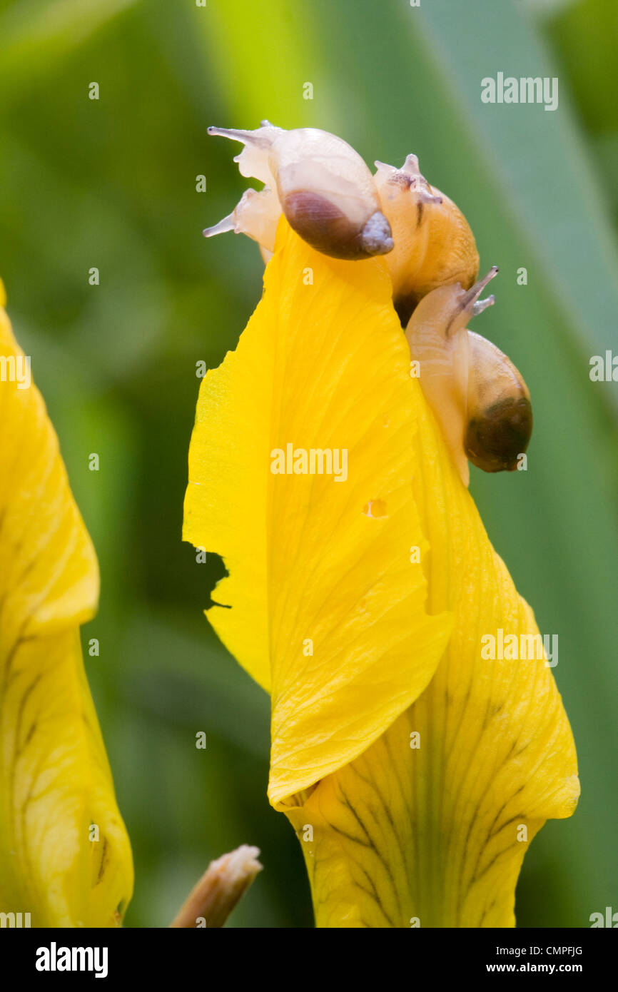 Certains jeunes escargots lutte pour une place sur le haut d'un iris jaune bud. Banque D'Images