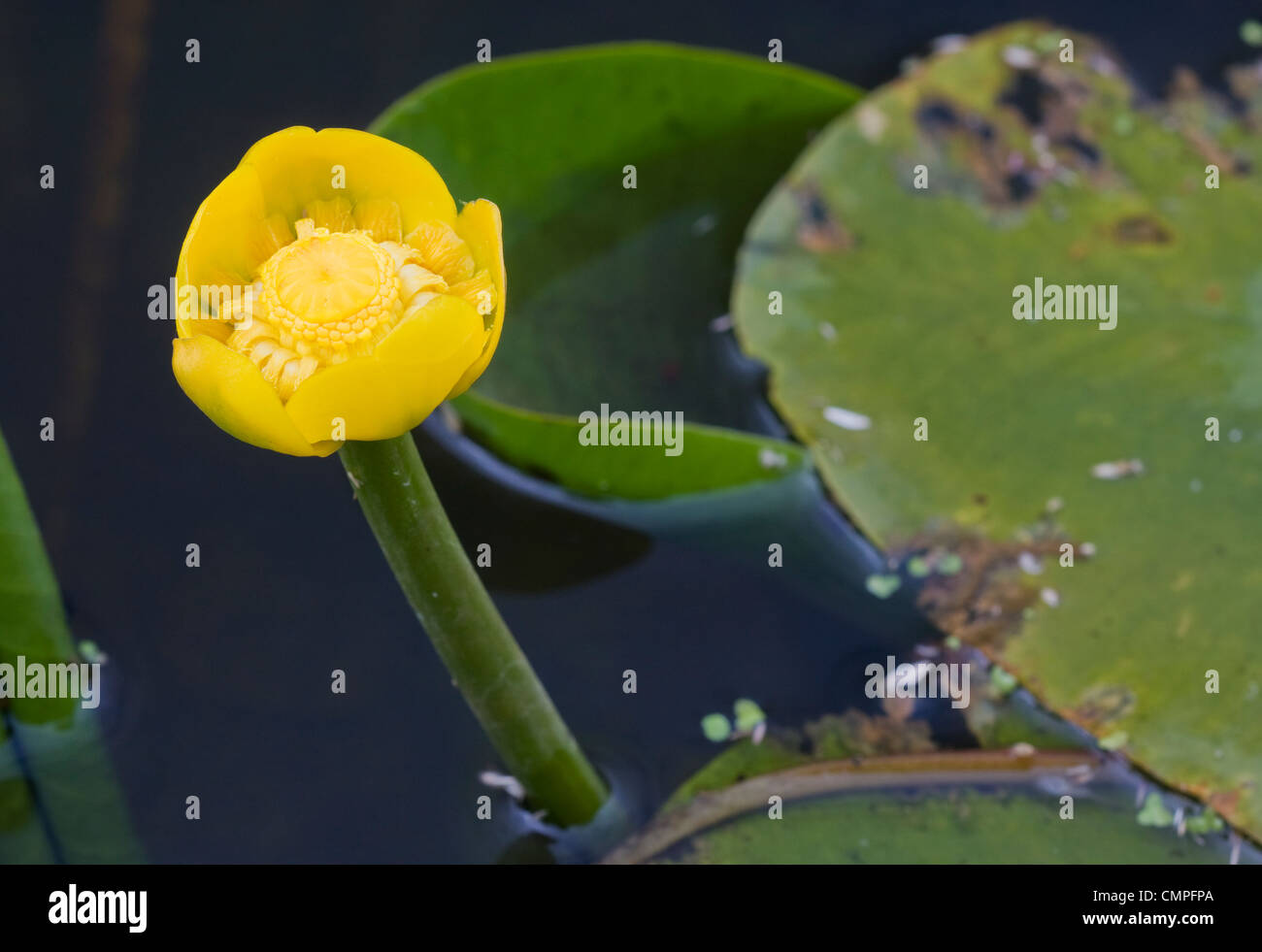 Fleur jaune dans l'eau, bouteille de brandy Water Lily, également connu sous le nom de nénuphar jaune ou Spatterdock (Nuphar lutea). Banque D'Images
