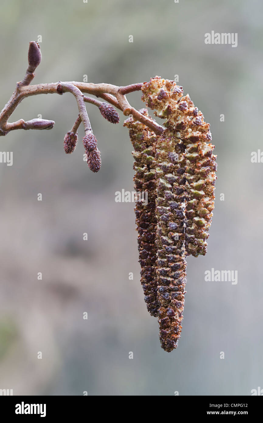 Chatons Alnus glutinosa aulne Banque D'Images