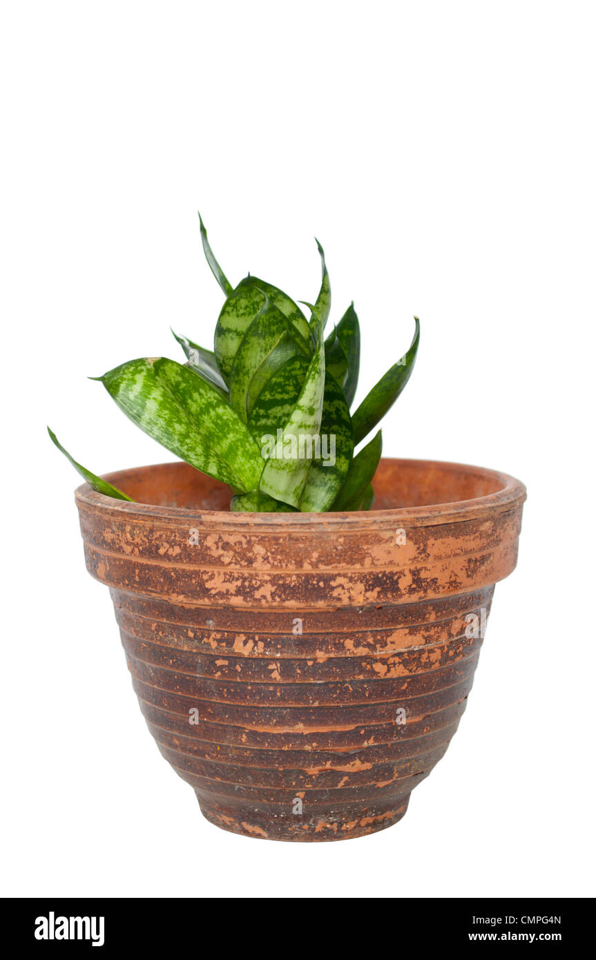 Plante verte dans un pot isolated on white Banque D'Images