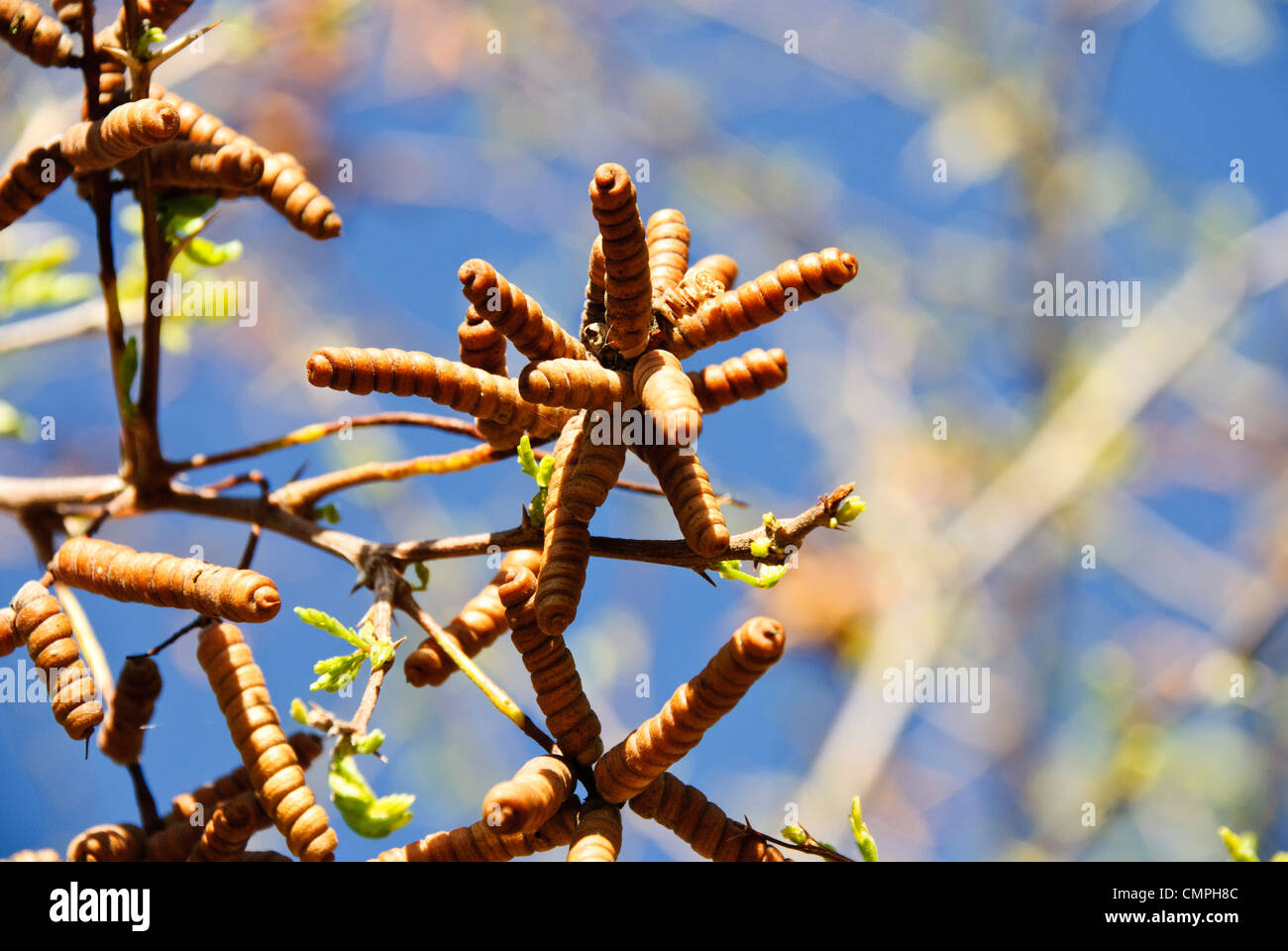 Les coupelles de semences de Screwbean mesquite tree Banque D'Images
