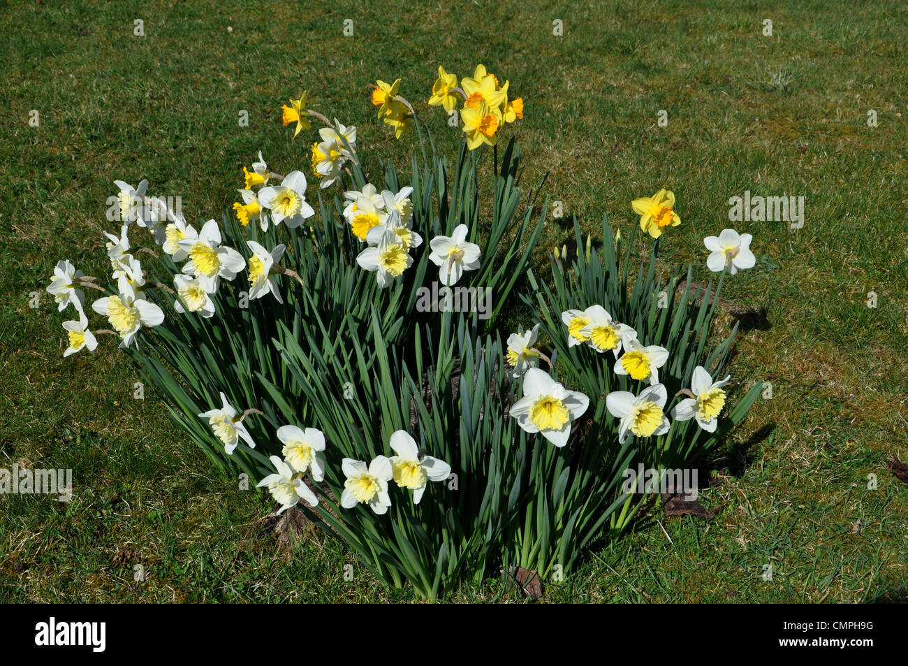 Les jonquilles poussent sur pelouse Banque D'Images