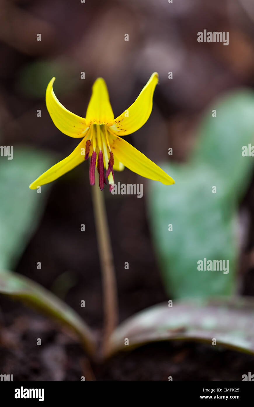 Le trout lily est une commune très printemps wildflower. Ses feuilles, qui sont facilement reconnus par là une apparence tachetée, donner le nom de ses fleurs comme elles ressemblent à des taches d'un ruisseau ou la truite de mer. C'est aussi parfois connu sous le nom de Dogtooth violet, nommé ainsi en raison de la forme de la racine. pas un nom très approprié considérant qu'il n'appartient pas à la famille violet. Il fleurit de mars à juin et peuvent être trouvés dans les bois riches, souvent en assez grandes colonies. Banque D'Images