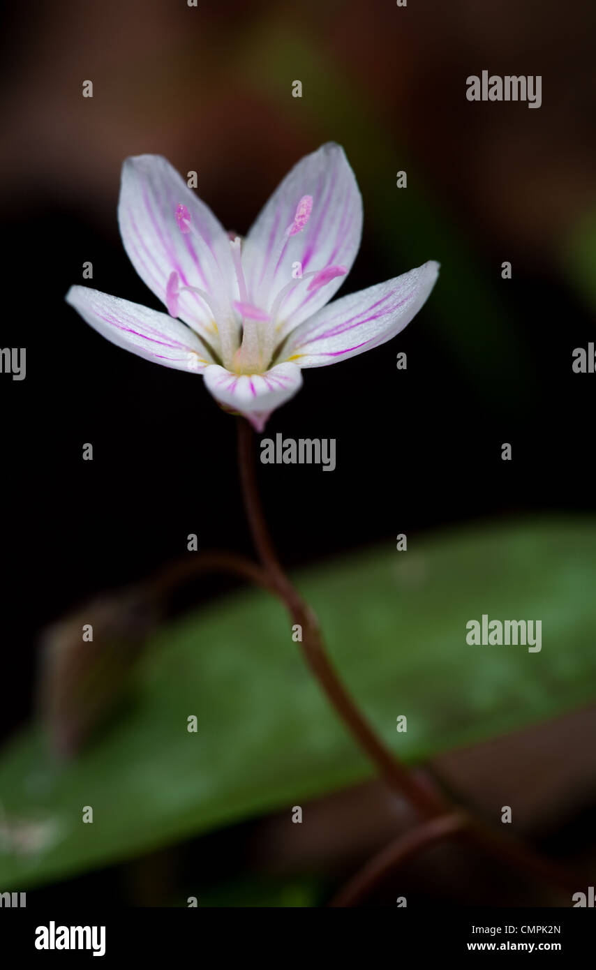 La beauté du printemps est une fleur éphémère, ce qui signifie que c'est un début de bloomer tandis que la lumière peut atteindre le sol de la forêt avant que les feuilles sont en pleine croissance au cours de laquelle il meurt à ses parties souterraines. c'est un très petit, de fleurs sauvages avec des algues que 1/2 pouce ou si de diamètre. Il peut former des colonies qui recouvrent le sol forestier en grandes parcelles. Cette image a été prise à sosebee cove off wolfpen gap Road dans la Géorgie du nord. La face nord Cove est un trésor de fleurs sauvages tout au long du printemps. Banque D'Images