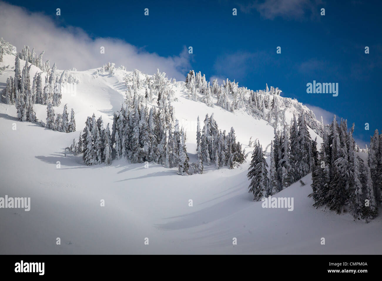 De la neige et des arbres sur la crête de Mazama dans Mount Rainier National Park en hiver Banque D'Images