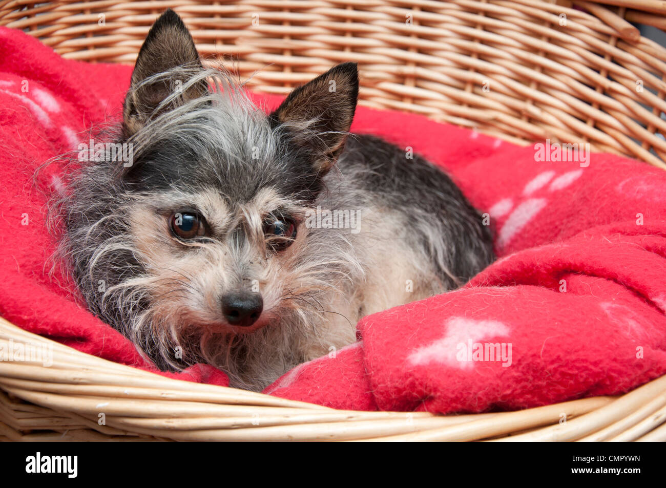 Mignon petit chien terrier, chihuahua / cross, assis dans son panier. Banque D'Images