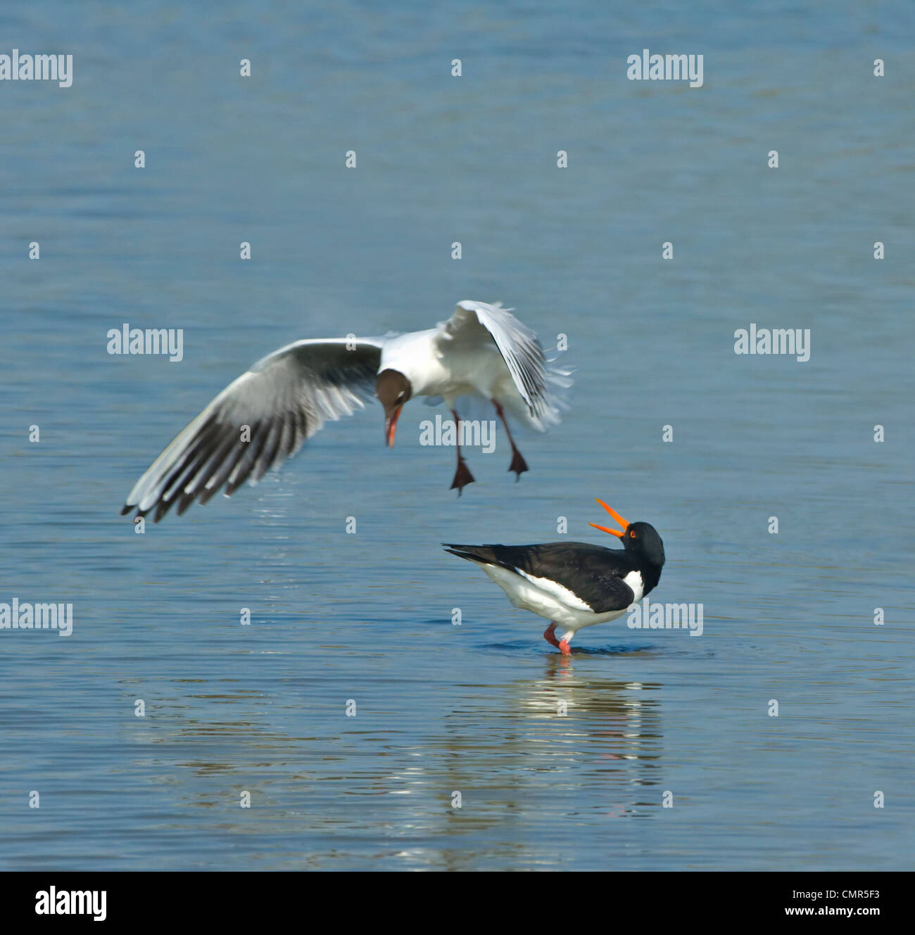 Black-Headed Gull (Larus ridibundus) swooping sur l'Huîtrier pie (Haematopus ostralegus) Banque D'Images