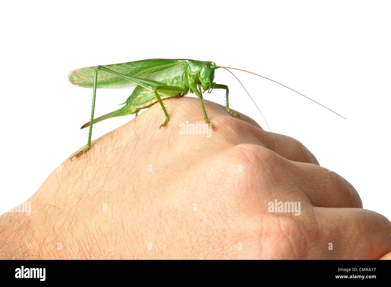Grand Green Bush-Cricket (tettigonia viridissima) isolé sur fond blanc Banque D'Images