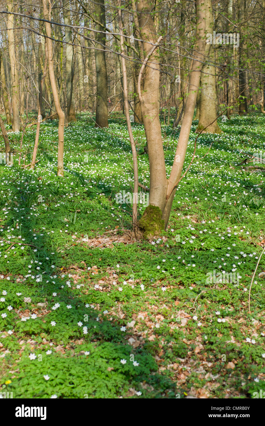 Forêt de Haller en Belgique avec la forêt blanche en fleurs anémone Banque D'Images