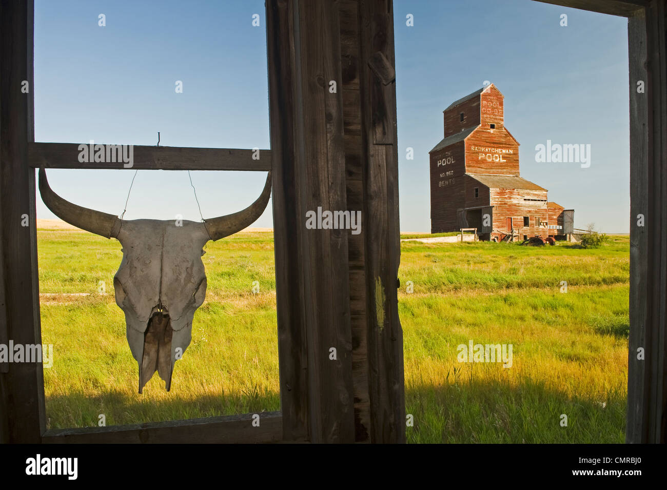 Crâne de vache accrochée à un vieux châssis de fenêtre avec un élévateur à grain abandonnées dans l'arrière-plan, ville fantôme de virages, Saskatchewan Banque D'Images