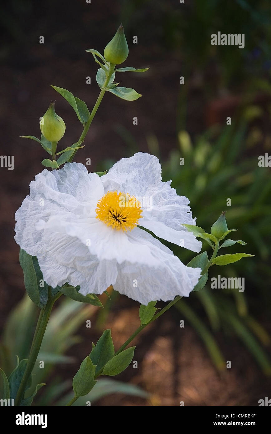 Isbn 2-07-059113-1 (pavot Romneya coulteri) de la côte de Mendocino en Californie. Banque D'Images