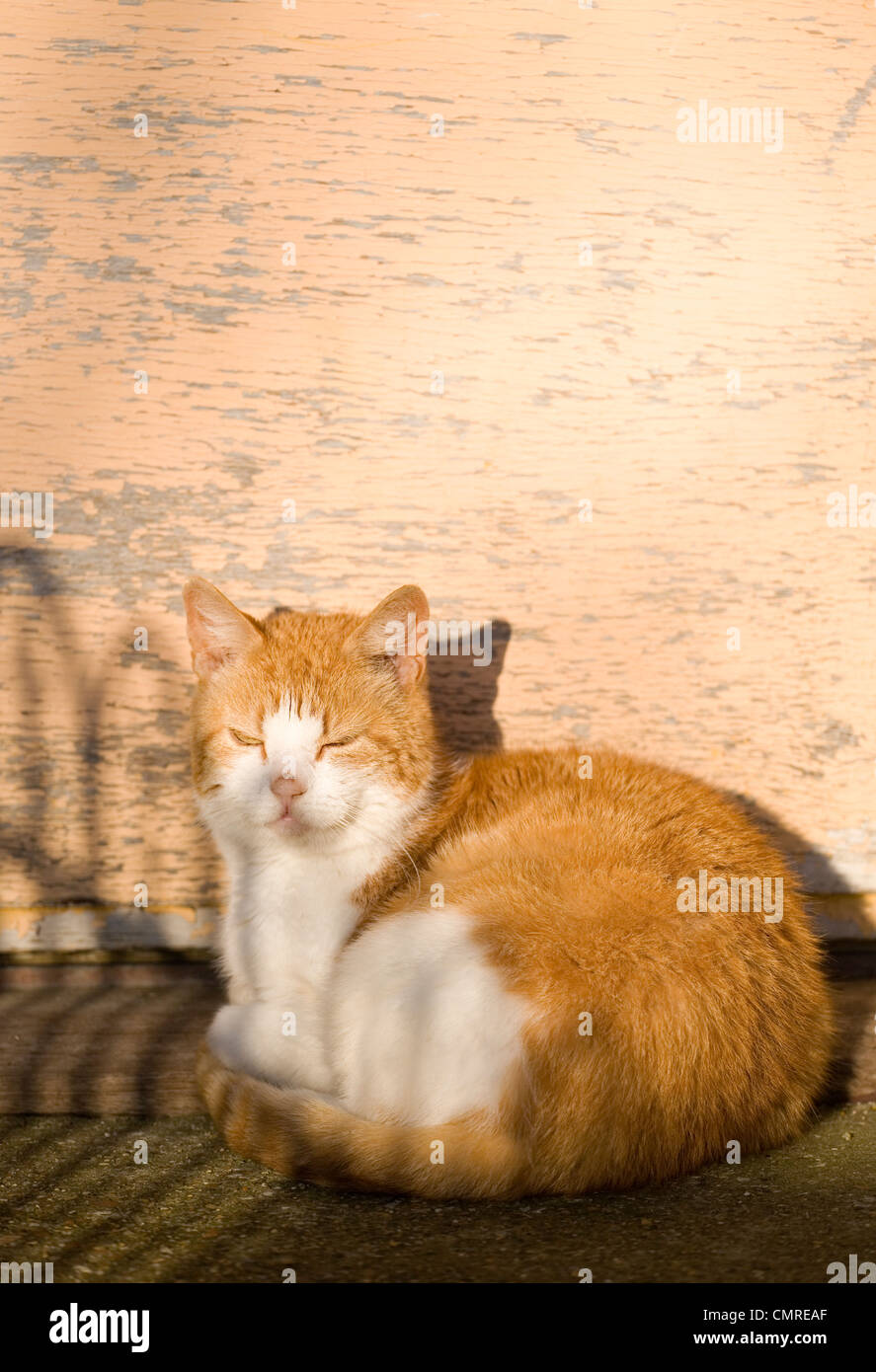 Chat domestique adulte seul le repos à l'extérieur en hiver soleil UK Banque D'Images