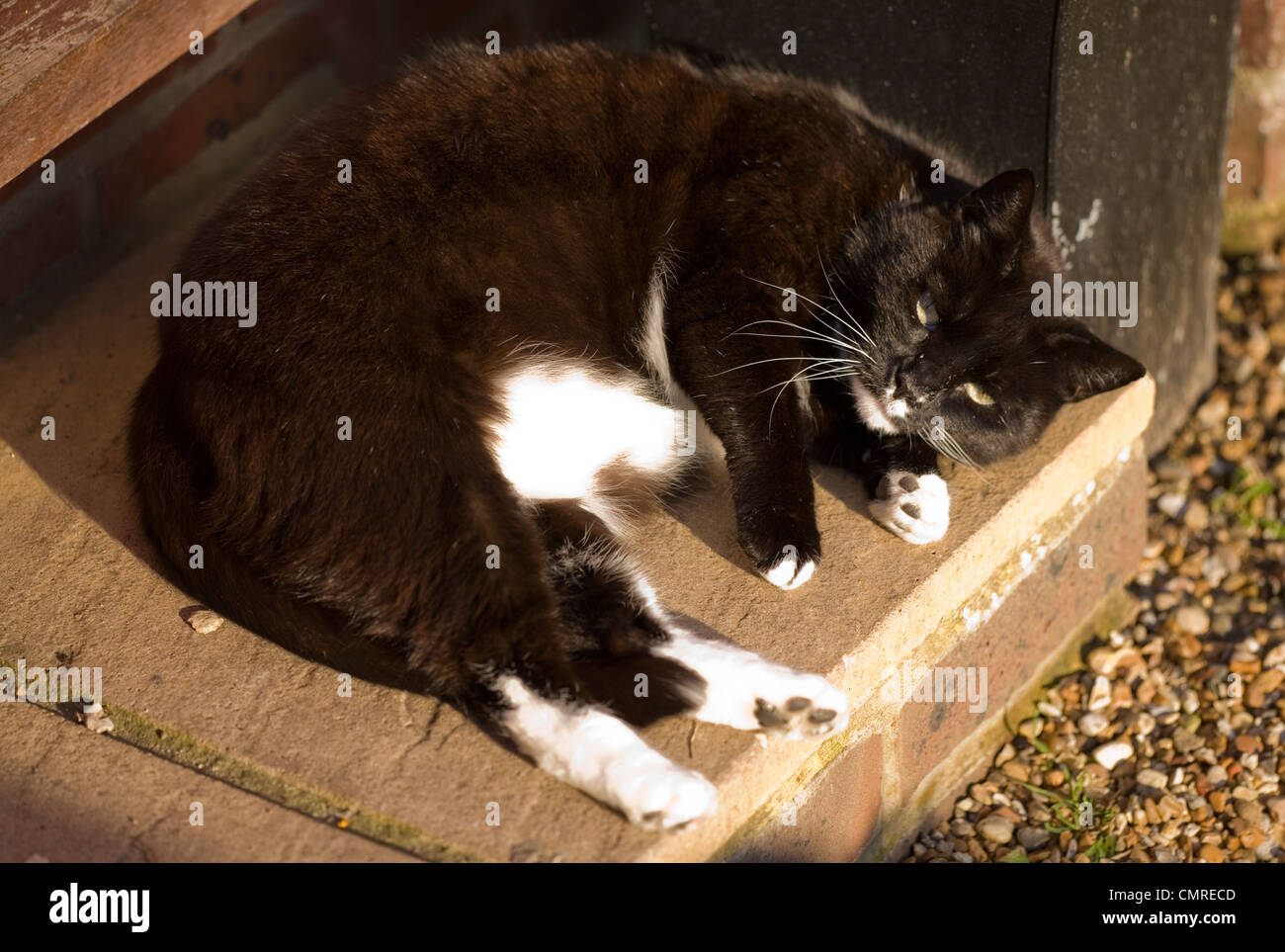 Chat domestique adulte seul le repos à l'extérieur en hiver soleil UK Banque D'Images