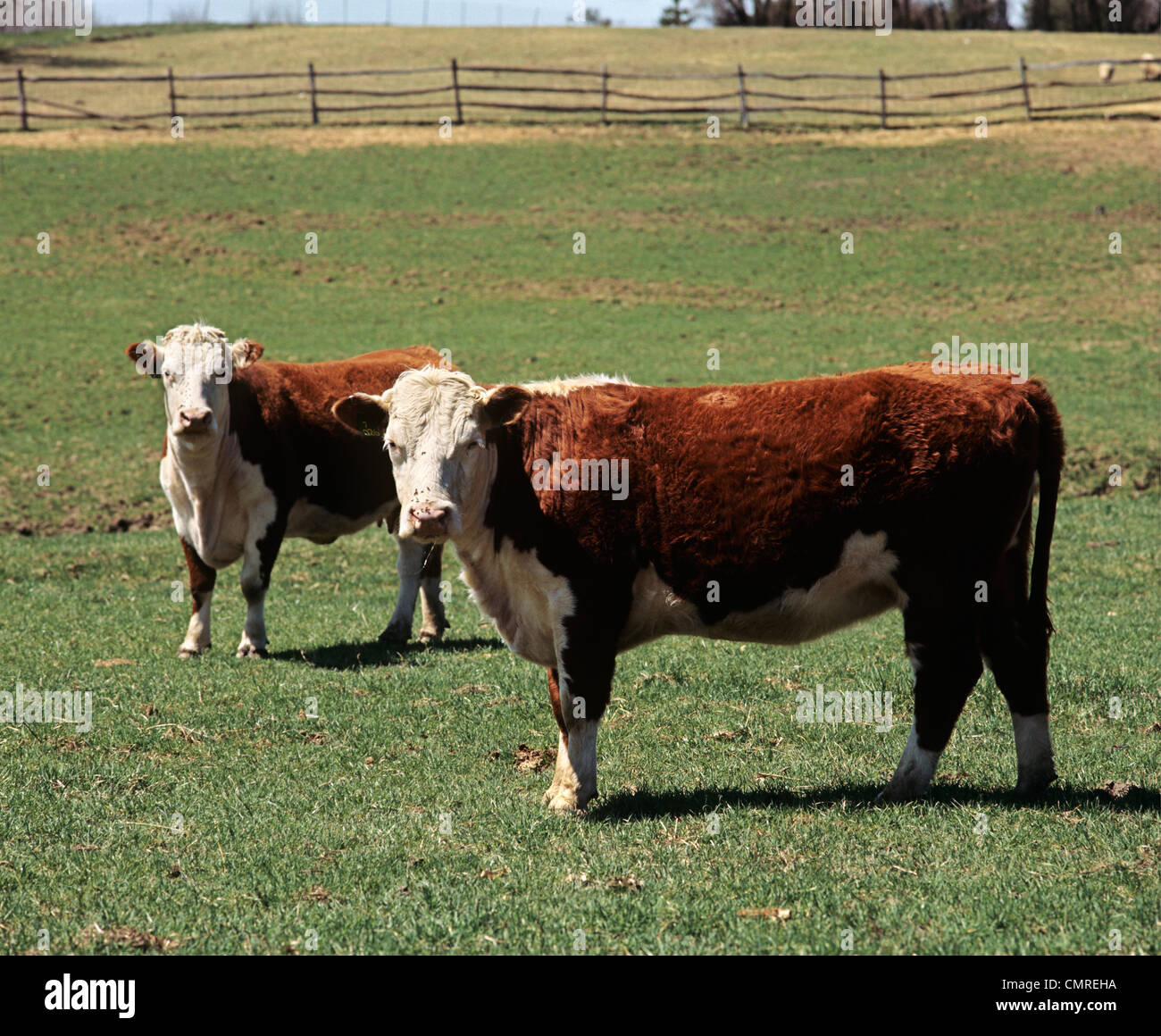 Années 1990 deux vaches Hereford dans domaine LOOKING AT CAMERA Banque D'Images