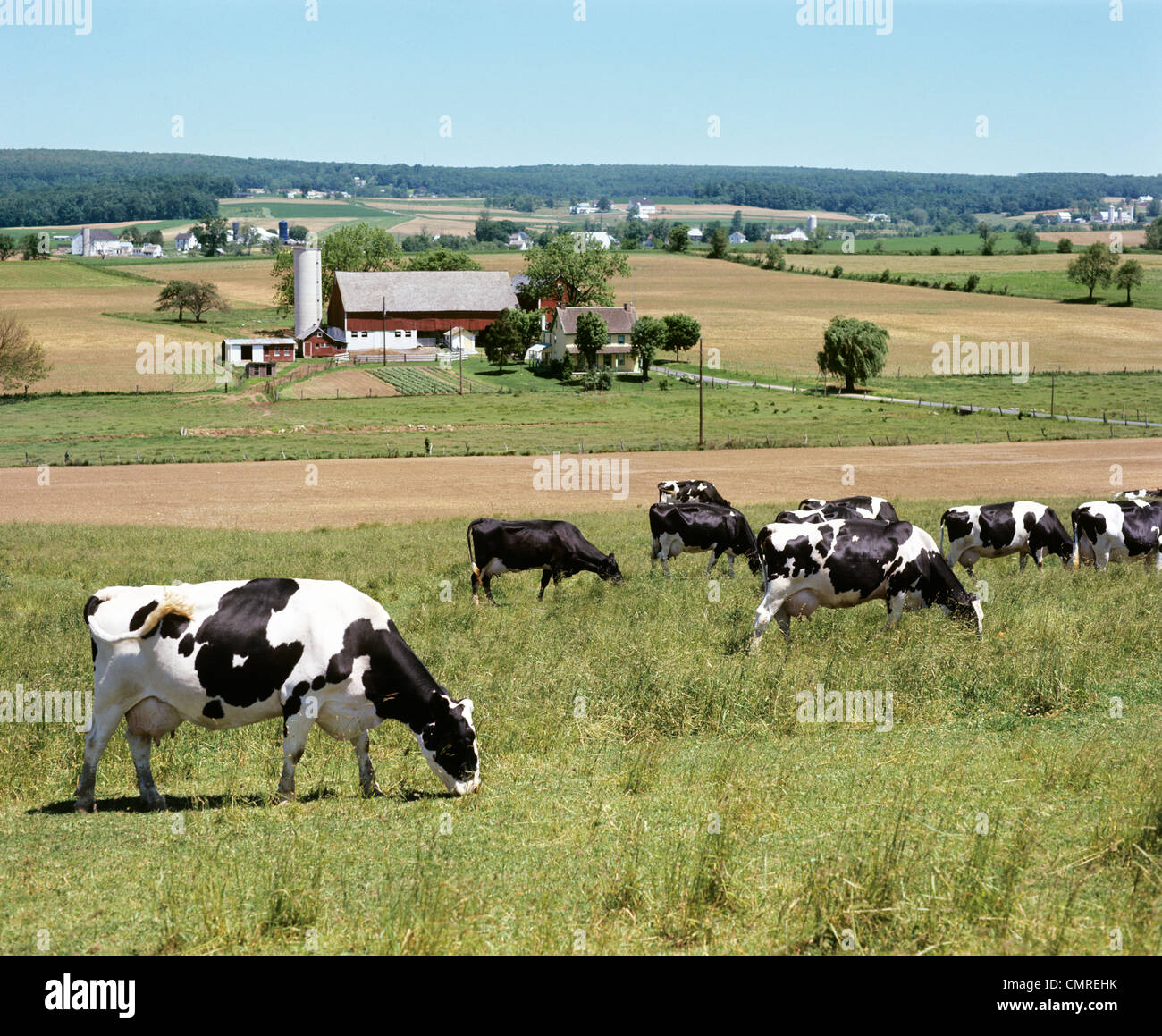 Années 1980 Dans la zone de pâturage des vaches Holstein Banque D'Images