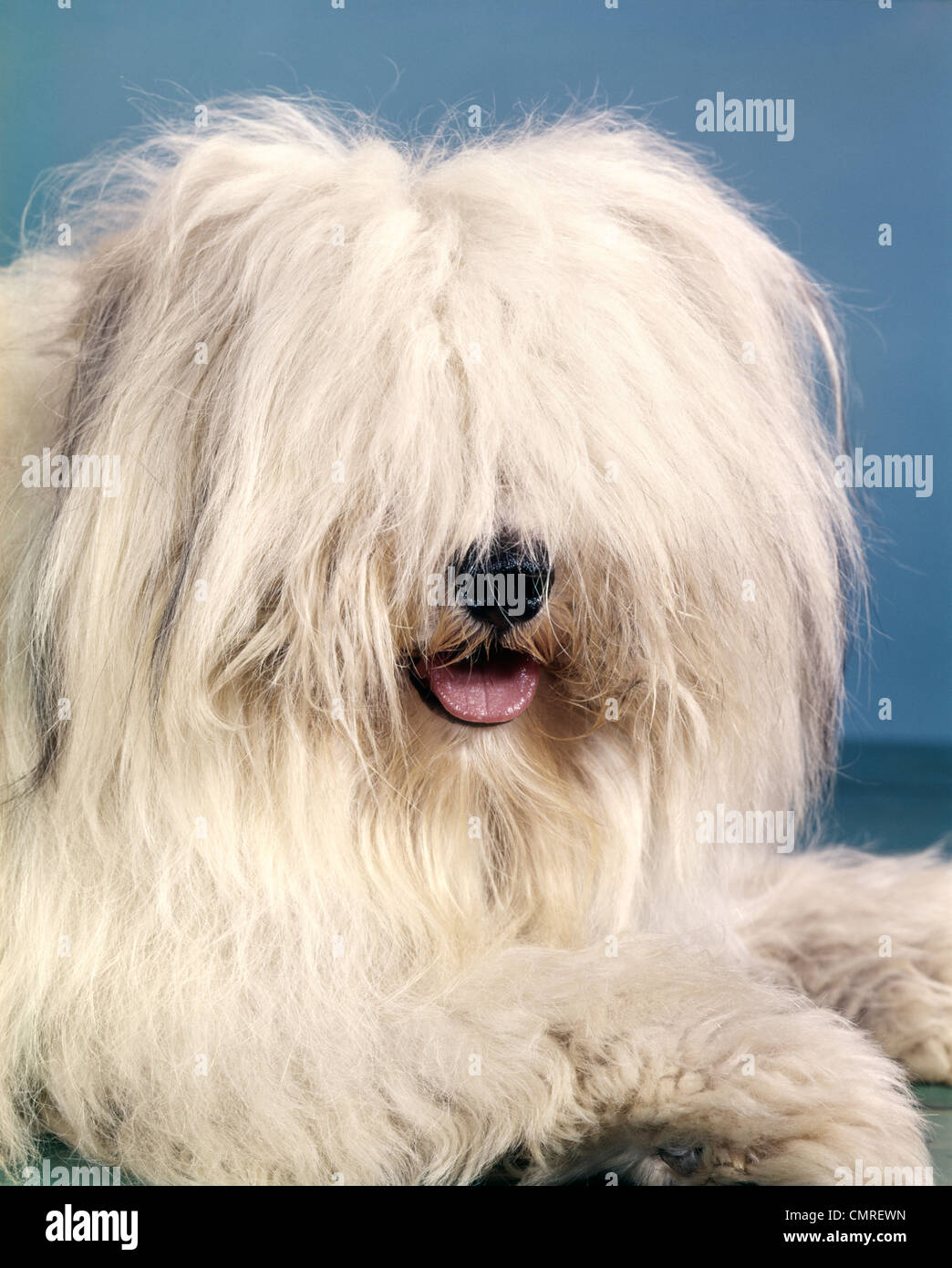 1960 Portrait de chien de berger anglais avec de longs cheveux hirsutes