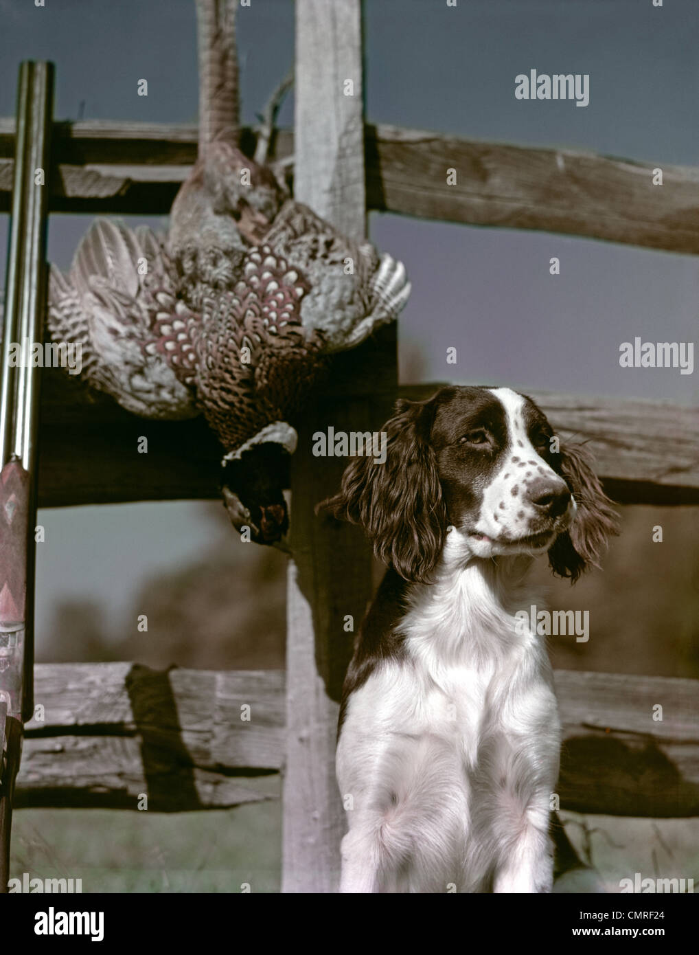 1940 brun foncé et blanc CHIEN SPRINGER SPANIEL SITTING PAR CLÔTURE EN BOIS GRIS AVEC Fusil de chasse au faisan et mort Banque D'Images