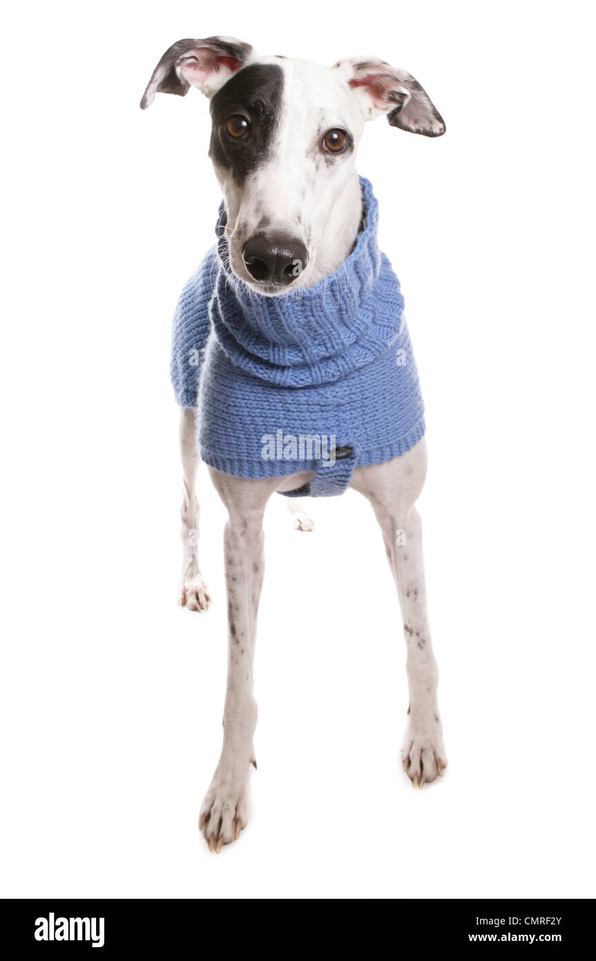 Greyhound seul adulte portant un cavalier dans un studio UK Banque D'Images