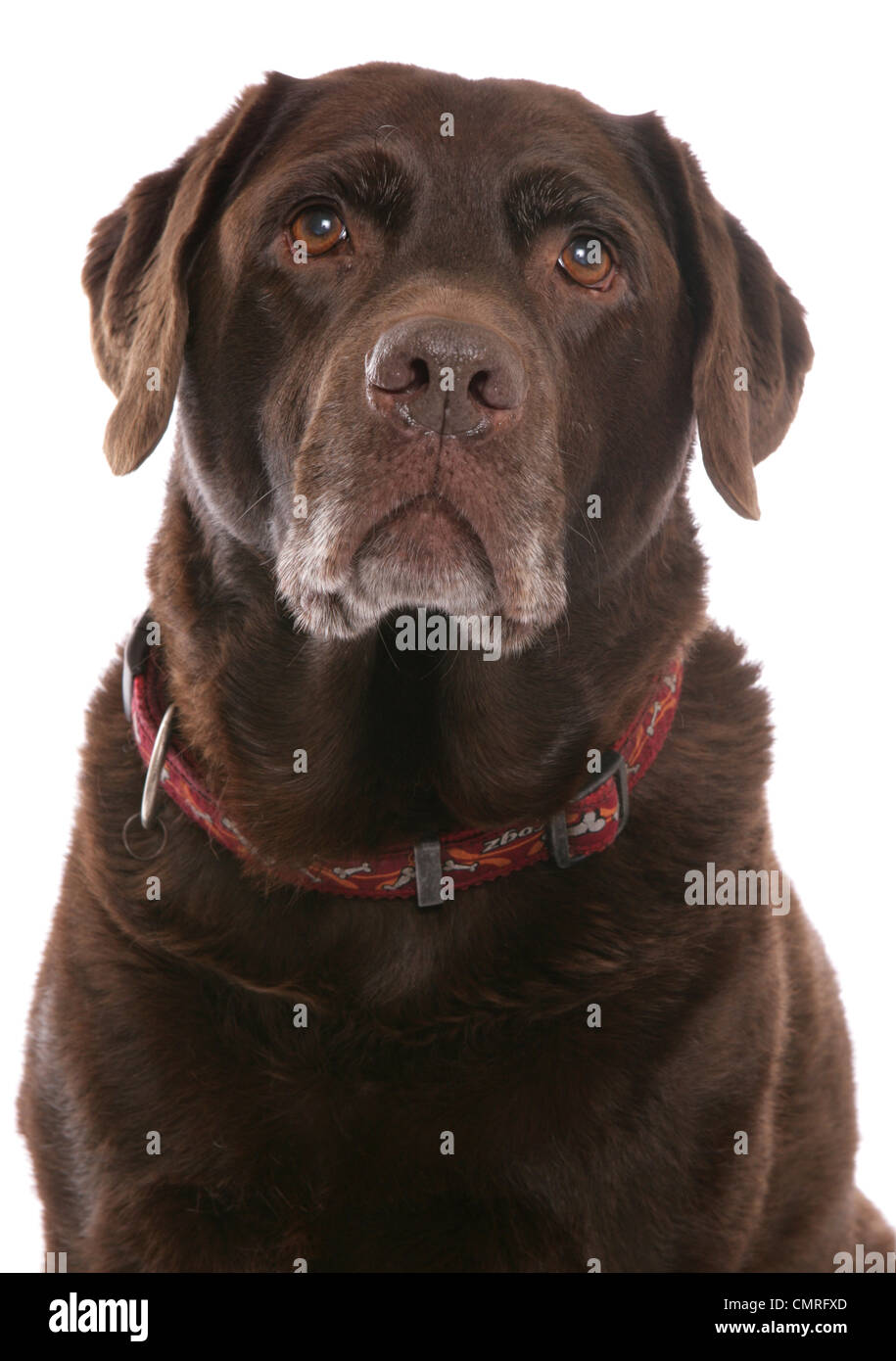 Labrador Retriever adulte seul portrait dans un studio UK Banque D'Images