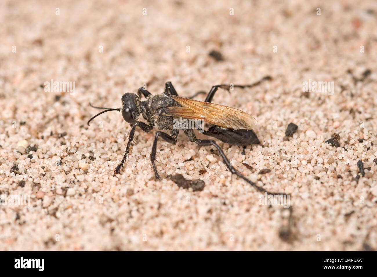 Australian digger wasp - un prédateur des criquets Banque D'Images