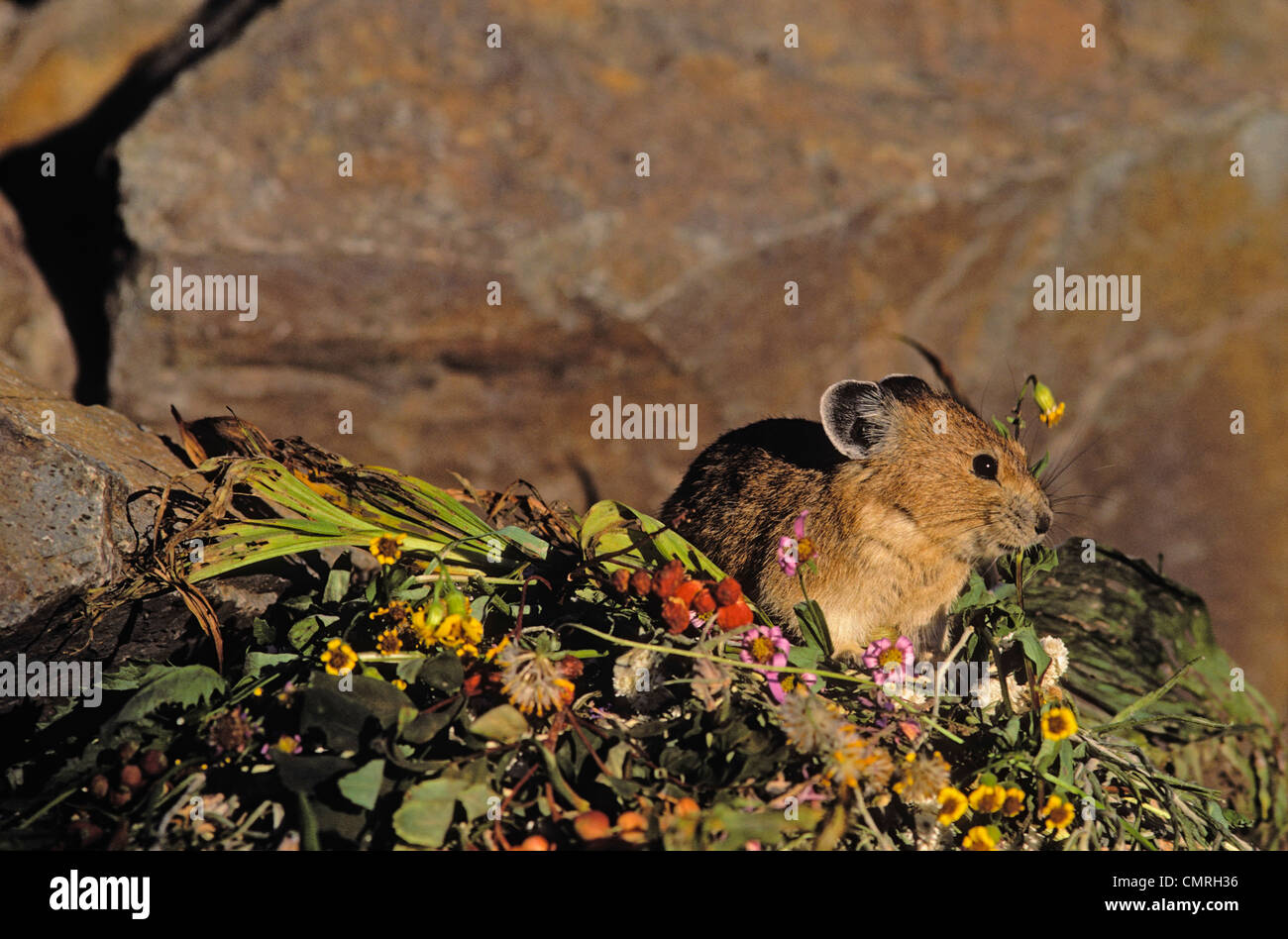 Tk0500, Thomas Kitchin ; apporter des fleurs à Haypile Pika. Alpine résident. Des cascades. L'été. Ochotonidae Princeps. Banque D'Images