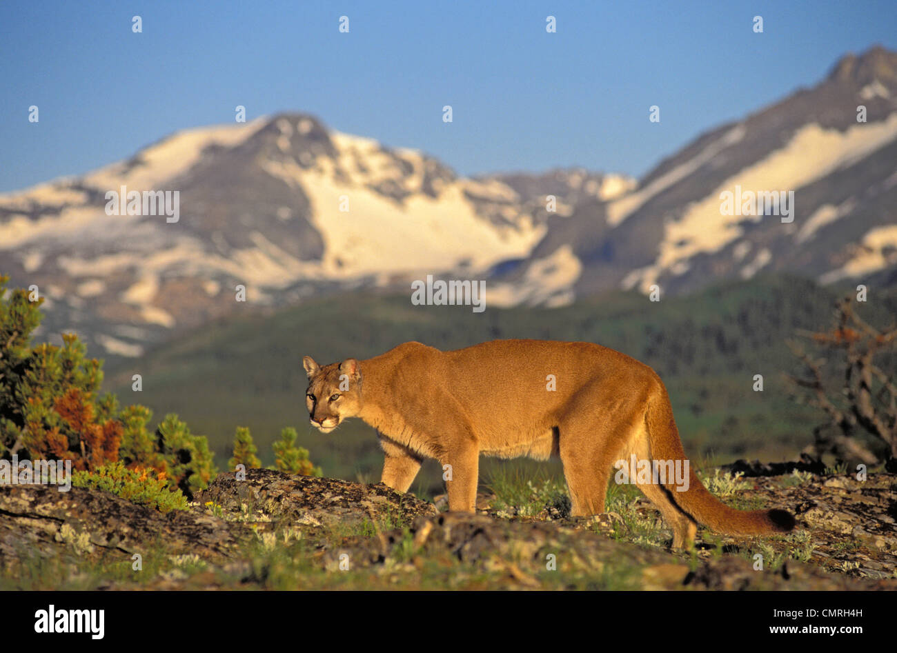 Tk0588, Thomas Kitchin ; Cougar/Mountain Lion/Puma. Mâle en pré alpin. L'été. Montagnes Rocheuses. Felis concolor. Banque D'Images