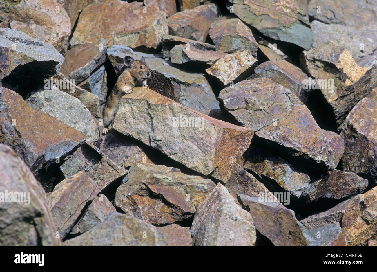 Tk0683, Thomas Kitchin ; Pika - Camouflage dans pile de roche. Alpine résident. Des cascades. L'été. Ochotonidae Princeps. Banque D'Images