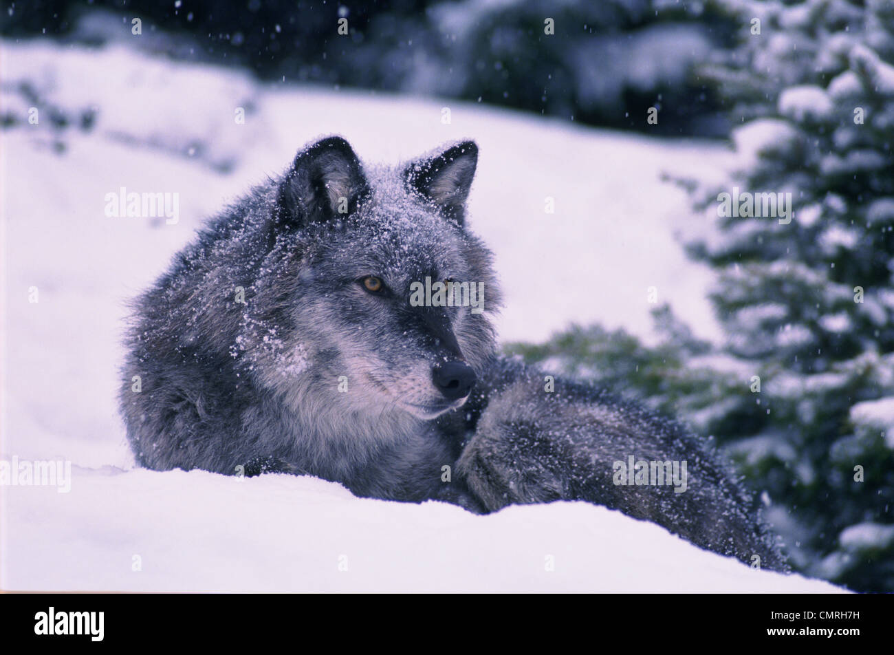 T.Kitchin, 19552C ; le loup gris, l'hiver, Canis lupus Banque D'Images