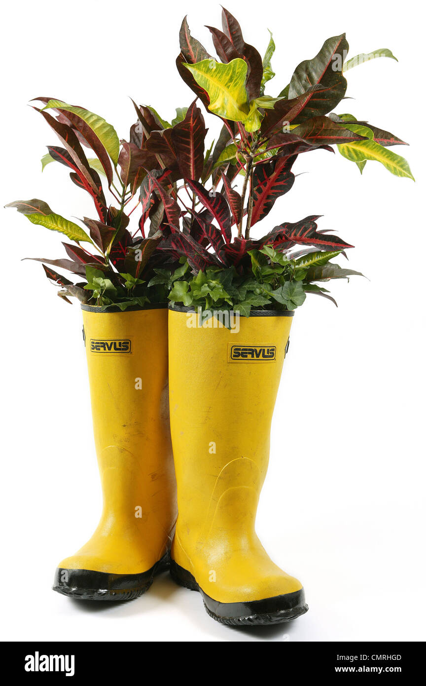 Années 2000, des plantes vertes, FRUIT D'UN JAUNE VIF GALOSHES Banque D'Images