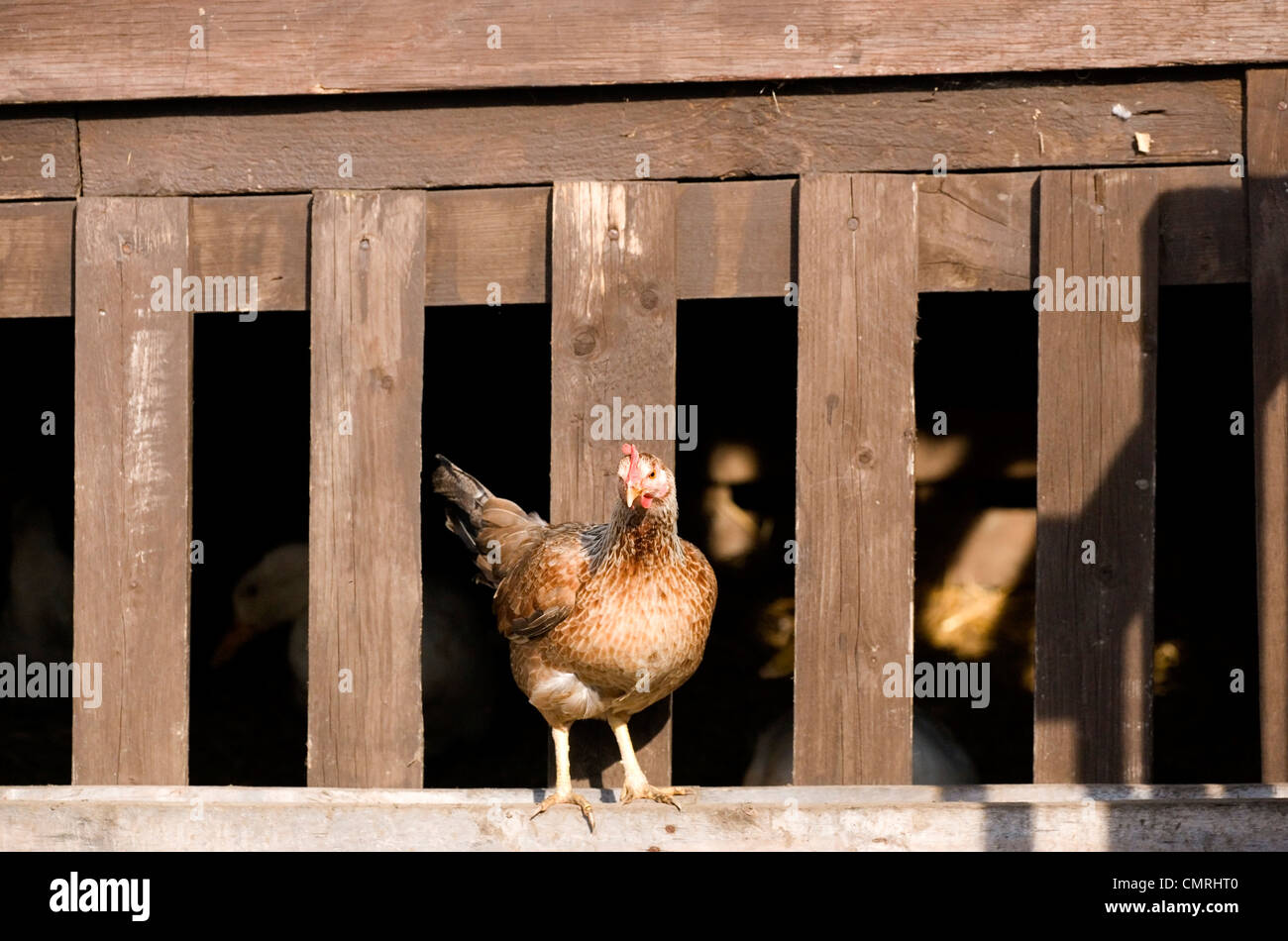 Seul adulte poulet à la ferme Royaume-uni Banque D'Images