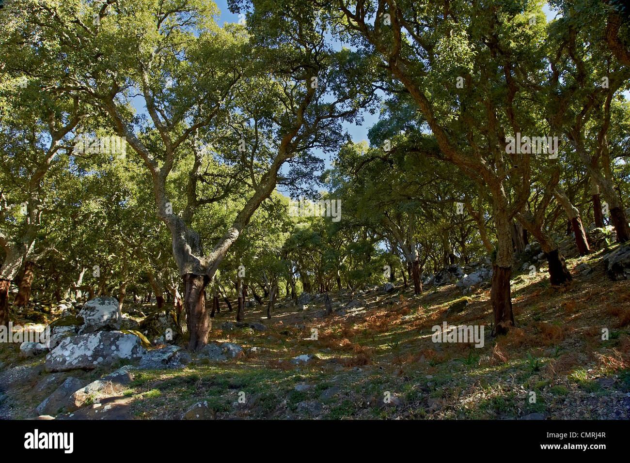 forêt de chênes de cork,bosque de alcornoques,environnement,parque natural los alcornocales Banque D'Images