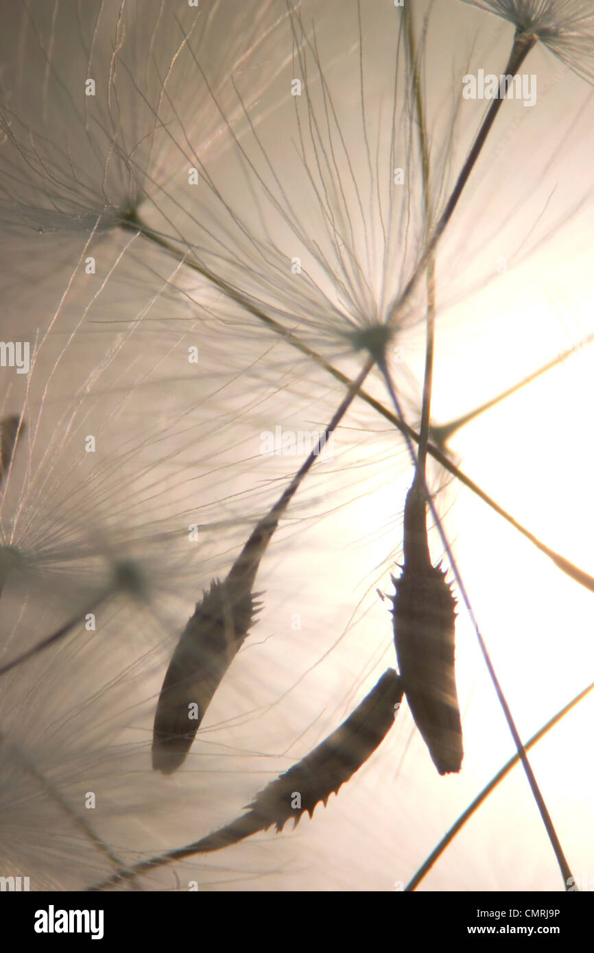 Graines de pissenlit Brachs Banque D'Images