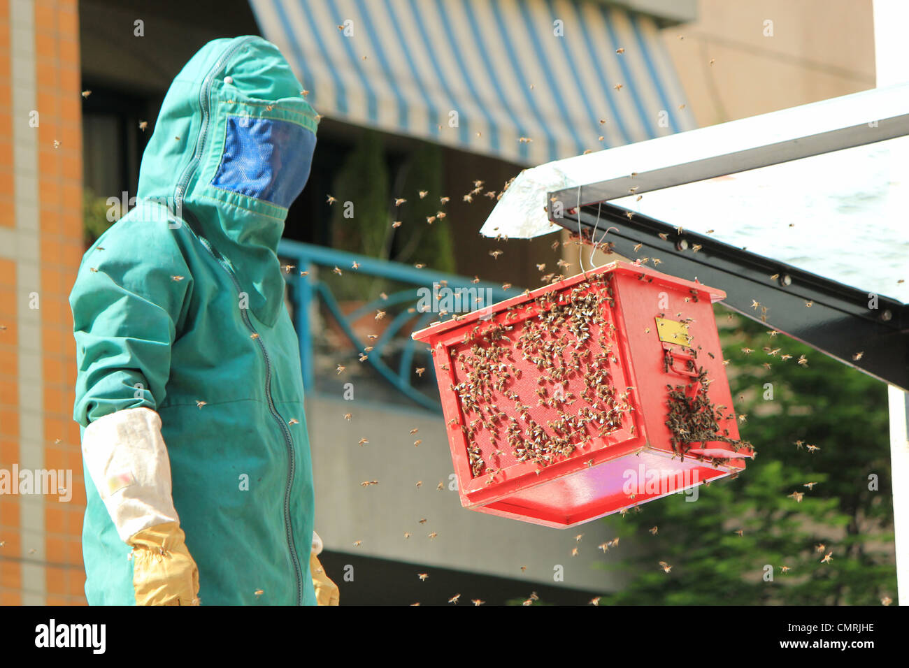 Fireman wearing green vêtements pour protéger des abeilles qu'il essaie d'attirer sur la boîte rouge Banque D'Images