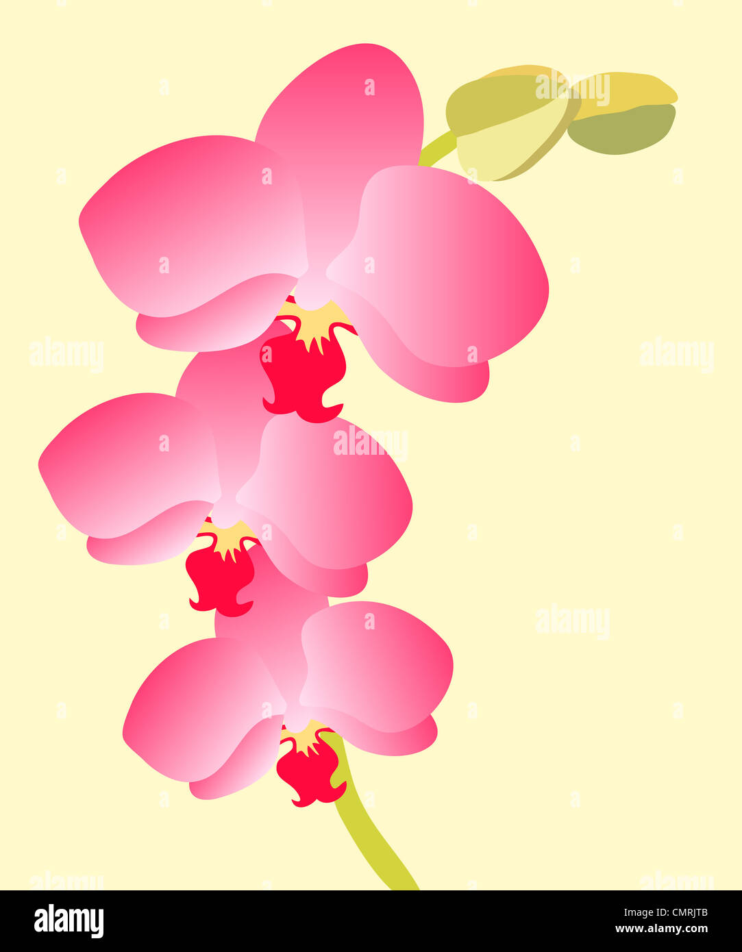 Orchidée rose tropical fleurs illustration Banque D'Images