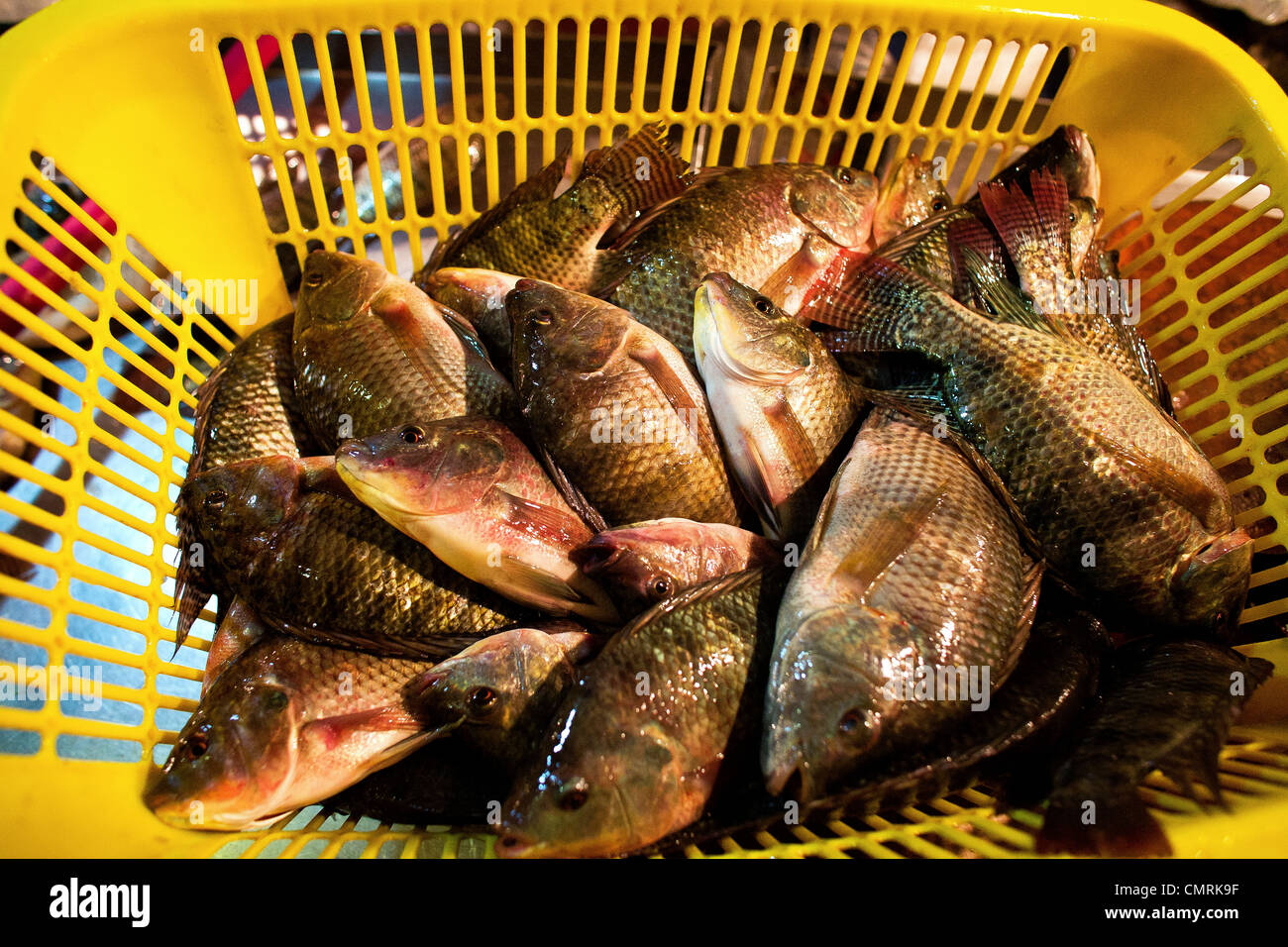 Tilapia en direct s'asseoir dans un panier dans le marché de producteurs, Cubao Quezon City, Manille, Philippines. Banque D'Images