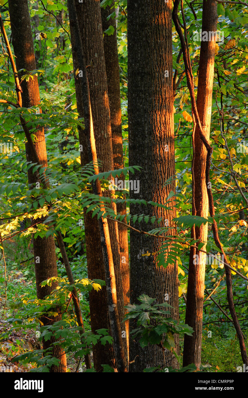 Choix de l'artiste : la forêt de feuillus au Roanoke, montagnes Blue Ridge Parkway National Park, Virginia Banque D'Images